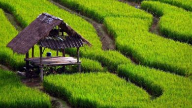 خودکفایی تولید برنج به ۸۳ درصد رسید