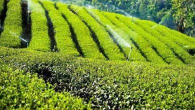 افزایش ۱۴ درصدی خرید تضمینی برگ سبز چای