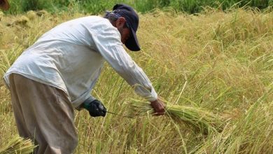 نرخ بیکاری در روستاهای کشور ۲ درصد کاهش یافت