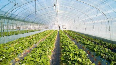 نهضت توسعه گلخانه‌ها در کشور آغاز شده ‌است