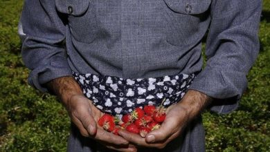 روستای هويه با طعم توت فرنگی