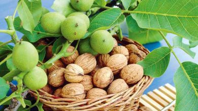 احداث باغ گردو سرمایه گذاری سود آور