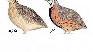 تشخیص بلدرچین نر از ماده