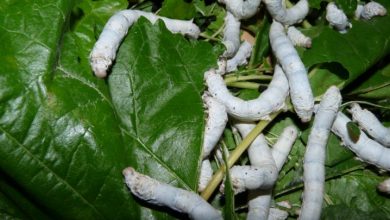 پرورش کرم ابریشم