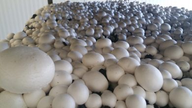 اصول پرورش قارچ