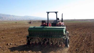 آغاز کشت گندم در کشور