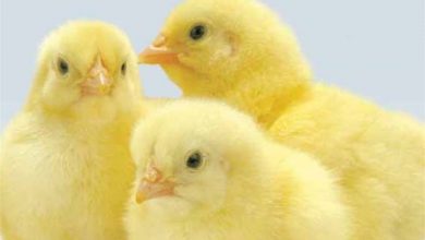 آمادگی تامین جوجه یک‌روزه در صورت عدم امکان واردات وجود دارد