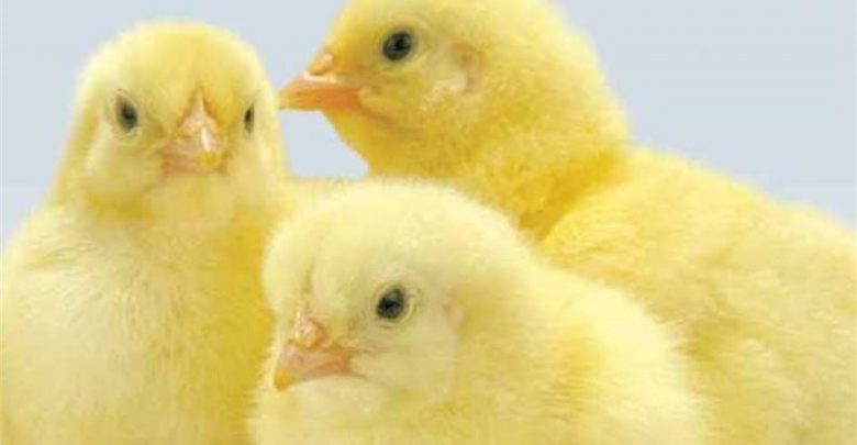 آمادگی تامین جوجه یک‌روزه در صورت عدم امکان واردات وجود دارد