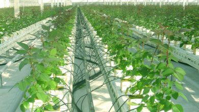 ابلاغ ۷۷۷ میلیارد ریال اعتبار برای شهرک‌های کشاورزی