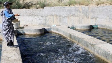افزایش ۴۰ برابری تولیدات شیلاتی و رشد ۱۰ برابری سرانه مصرف آبزیان در کشور