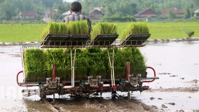 بازگشت 11 هزار هکتار از اراضی شالیزاری به چرخه تولید