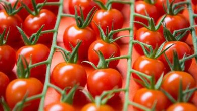 برای حمایت از کشاورزان، صادرات گوجه فرنگی آزاد شد