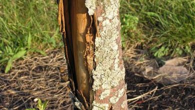 ترک و شکاف پوست تنه درختان