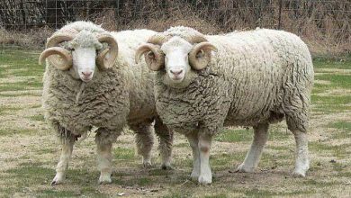 تعیین سن گاو و گوسفند از روی دندان ها و شاخ