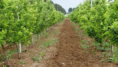 توسعه و نوسازی در 3225 هکتار از باغات استان انجام شد