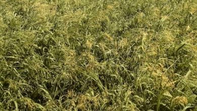 تولید 55 تن ارزن در شهرستان خرامه