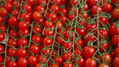 مدیر جهاد کشاورزی جغتای روز سه شنبه با بیان این مطلب به خبرنگار ایرنا گفت: افزایش سطح زیر کشت، قیمت مناسب و بارش های فراوان امسال از عوامل افزایش تولید محصول گوجه فرنگی در این شهرستان است. مهدی دستورانی افزود: امسال ۵۰۰ هکتار از کشتزارهای جغتای زیر کشت گوجه فرنگی رفته بود که به طور میانگین در هر هکتار ۴۰ تن محصول برداشت شده است. وی اضافه کرد: بیشتر محصول گوجه فرنگی جغتای به مصرف کارخانه تولید رب شهرستان و مقداری نیز برای مصرف تازه خوری و تولید خانگی رب می رسد. جغتای دارای ۵۲ روستا با ۲۳ هزار هکتار زمین کشاورزی و باغی است و ۹ هزار بهره بردار در بخش های کشاورزی، باغداری و دامداری این شهرستان فعال هستند. مرکز شهرستان جغتای در فاصله ۳۵۰ کیلومتری غرب مشهد واقع است.