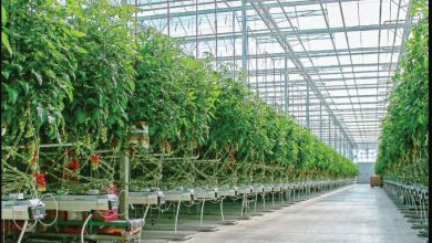 جلسه بررسی تخصیص تسهیلات احداث گلخانه در بشرویه برگزار شد