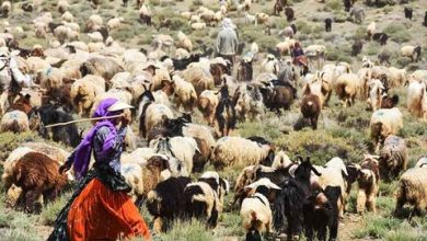 زنان سهم ۱۲ درصدی از بیمه صندوق عشایر و روستایی دارند