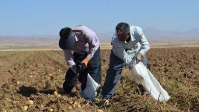 زنگ سال زراعی جدید برای کشاورزان نواخته نشد