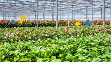 ساخت گلخانه نیازمند همکاری کشاورزان قم با جهادکشاورزی است