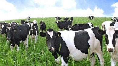 فعالیت ۳۴۰ واحد دامداری روستایی در میاندورود