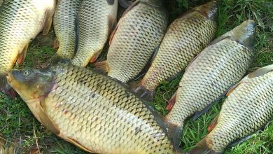 پرورش ماهی کپور