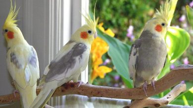 کارافرینی پرندگان زینتی