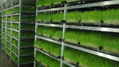 کشت هیدروپونیک علوفه ارگانیک در شهرستان سرپل ذهاب
