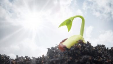 گرمازدگی در گیاهان و بررسی علایم آن