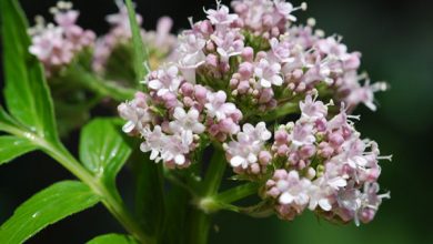 گیاه دارویی سنبل الطیب