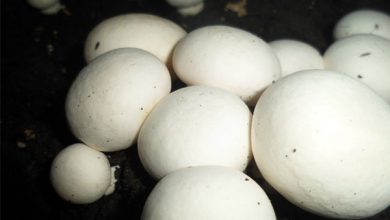 ۳ روش اصلی مبارزه با آفات و حشرات قارچ دکمه ای