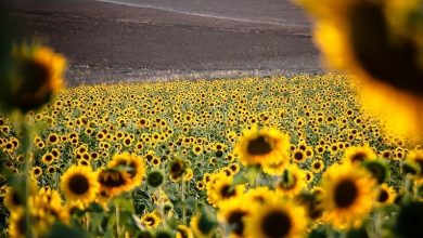 وقتی نگاه از بالا به مزرعه جواب عکس میدهد