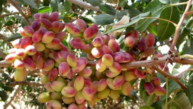 کشاورزان شهربابک 1000 اصله درخت پسته خود را جهت پرداخت زکات مستحبی اهدا کردند