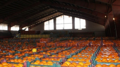 آذربایجان غربی بزرگترین ظرفیت نگهداری محصولات کشاورزی را دارد