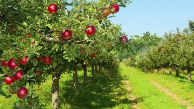 آشنایی با آفات درخت سیب