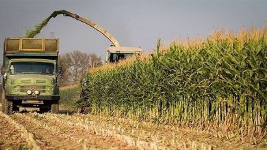 آغاز برداشت ذرت در شهرستان چرداول