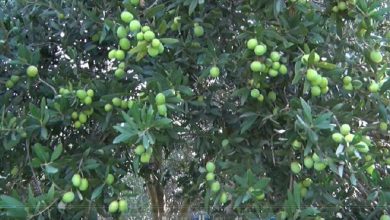 آغاز برداشت زیتون از باغات شهرستان ایلام