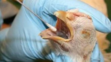 آغازطرح ملی واکسیناسیون علیه بیماری نیوکاسل درسیستان و بلوچستان