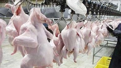 اجرای طرح ارتقای کیفیت بهداشتی گوشت مرغ در ۱۴ استان آغاز شد