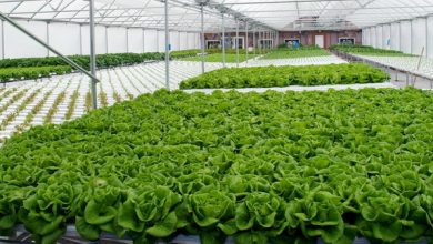 احداث 175 هکتار گلخانه در استان تهران در سال جاری