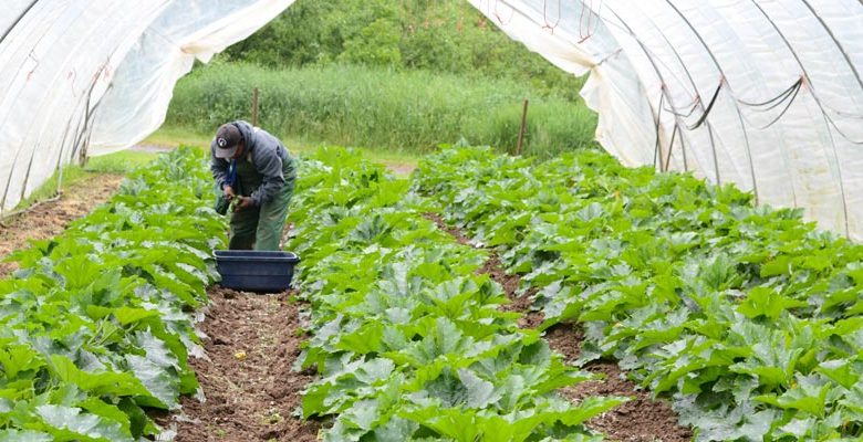 ارزآوری 12 میلیارد دلاری محصولات گلخانه‌ای در سال 1404