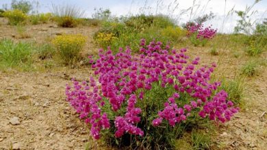 ارزآوری ۵۷۰ میلیون دلاری صادارت گیاهان دارویی ایران