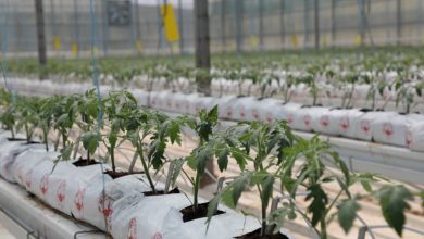 توسعه گلخانه