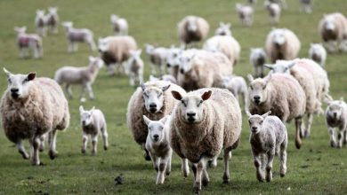 ایجاد 12 مرکز تولید و توزیع مواد ژنی نژادهای برتر دامی تا سال 1400