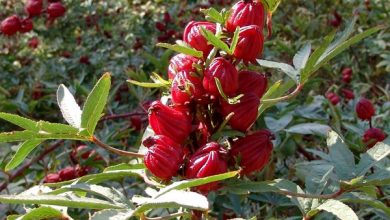 برداشت چای ترش درسیستان وبلوچستان آغازشد