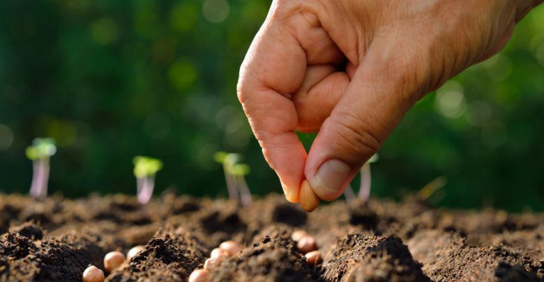 تولید ۶۷۵۰ تن بذر در مجموعه‌های کشت و صنعت‌ تعاون روستایی