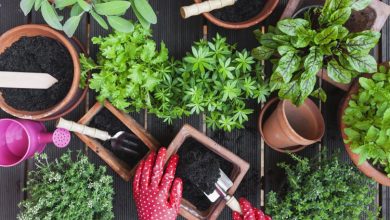 خاک مناسب برای رشد گیاه چه ویژگی هایی دارد؟