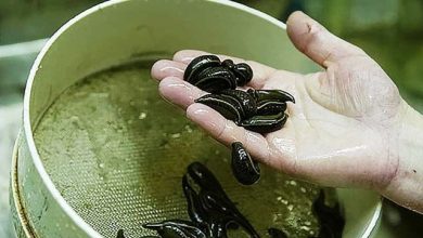 رها سازی 75 هزار قطعه بچه ماهی در استخرهای قیروکارزین