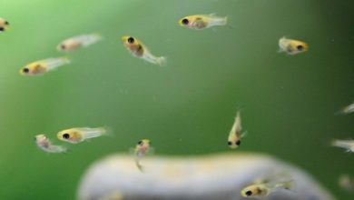 رها سازی 75 هزار قطعه بچه ماهی در استخرهای قیروکارزین